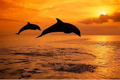 官方承认《星球大战：亡命之徒》潜行任务有缺陷 平衡补丁即将到来