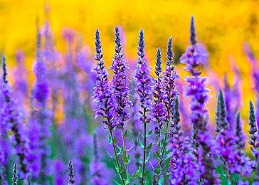 SNK新作格斗游戏『饿狼传说 City of the Wolves』将于2025年4月24日正式发售